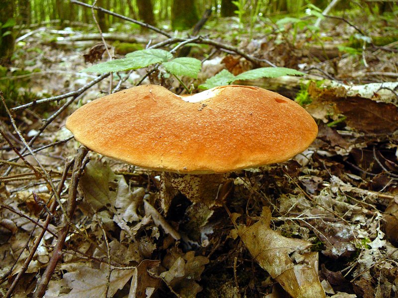 Leccinum quercinum